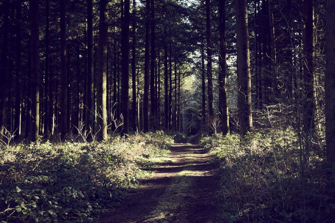 Les Bois Enchantés d’Uchon